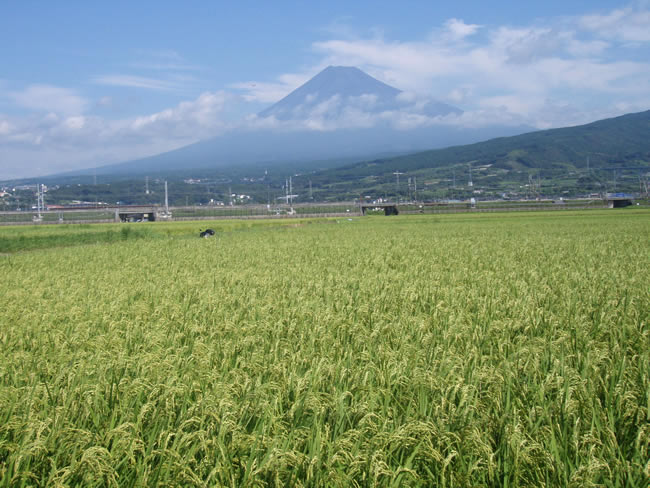 富士山のふもとの郷を守る邑（富士市）