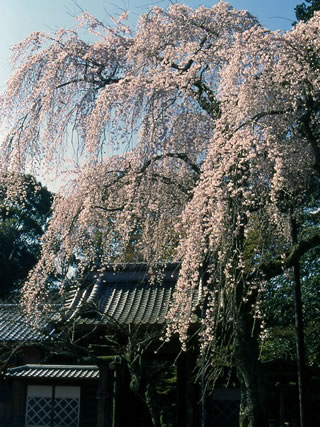 樹齢数百年といわれる枝垂れ桜