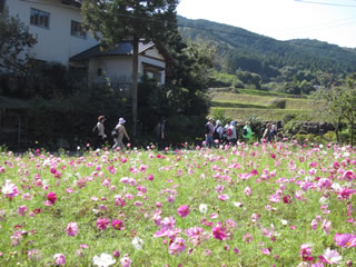 豊かな自然あふれる棚田風景