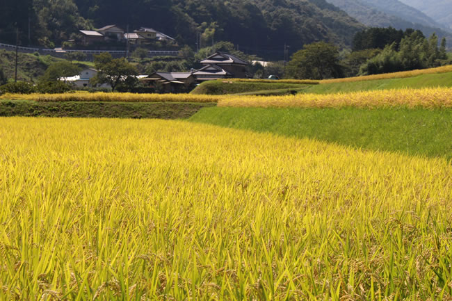 桂流コシヒカリのふる里（伊豆市）