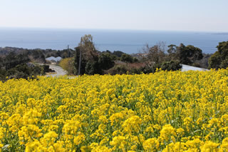 花咲く高原から海も望めます