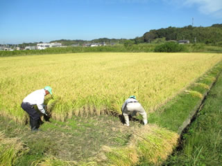 美味しいお米が育つ邑