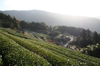 歴史ある本山茶