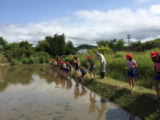 楽しそうに田植え体験をする小学生たち