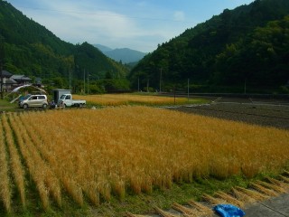 静岡県内でも珍しくなった黄金色に輝く麦畑