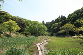 里山の木道