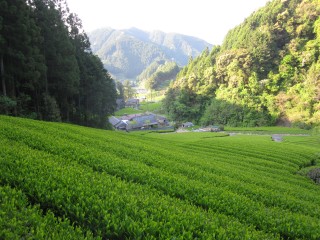 おいしいお茶を育む環境