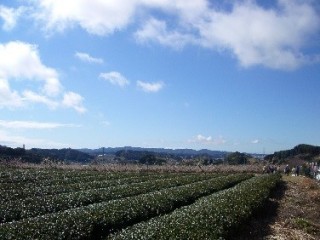 雄大な茶園風景