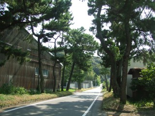 旧東海道の松並木