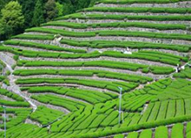 奥長島（おくながしま）