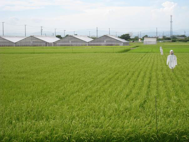 諸井里山の会（袋井市）