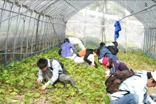 静岡大学の学生による援農活動