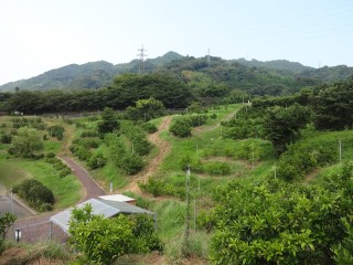 ふるさとみかん山