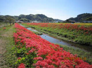 9月下旬、葉梨川沿いに咲く彼岸花