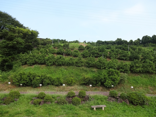 岡部本郷（藤枝市）