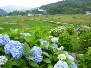 景観を彩る美しいあじあさい