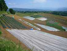 三島箱根西麓地区(みしまはこねせいろくちく)