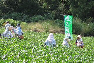 斜面に広がる茶園