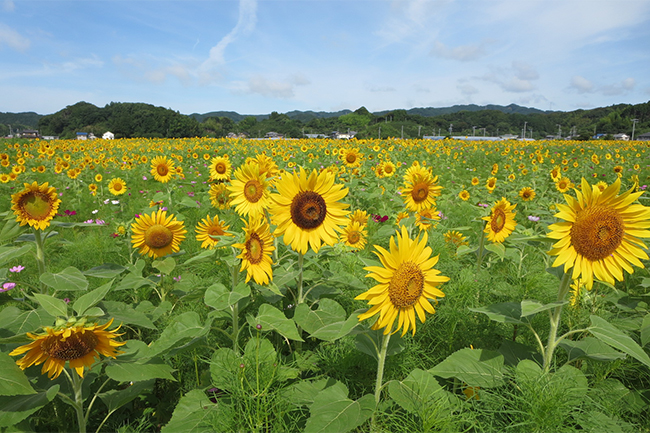 そよかぜ広場（掛川市）