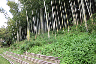 地域活性のカギ　竹林