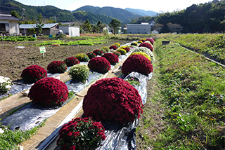 ざる菊の植栽