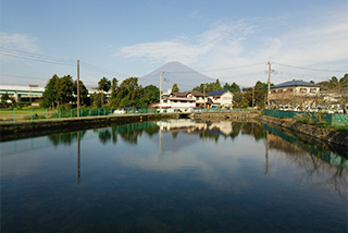 ため池越しに富士山を望む