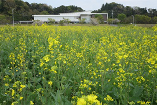 菜の花の季節