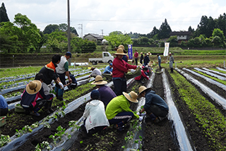 サツマイモの定植活動