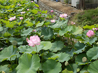 夏の朝にはハスの花が咲き誇ります