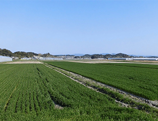 美しい水田風景