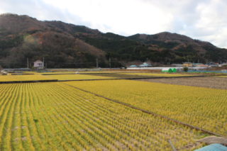 伊豆地域最大級の水田地帯