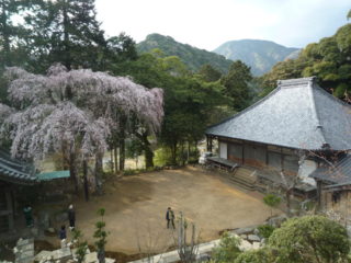 報本寺の枝垂桜