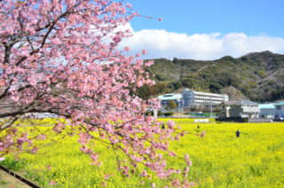 みなみの桜と菜の花まつり