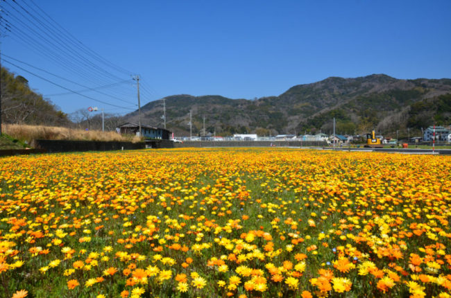 田んぼをつかった花畑