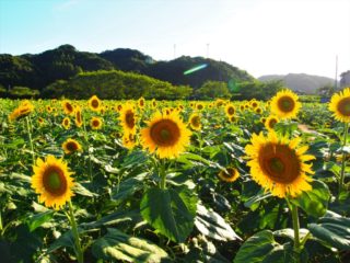 ヒマワリの花畑