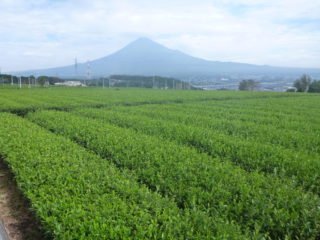 富士のやぶきた茶