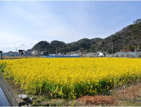 菜の花畑（ひまわり畑）