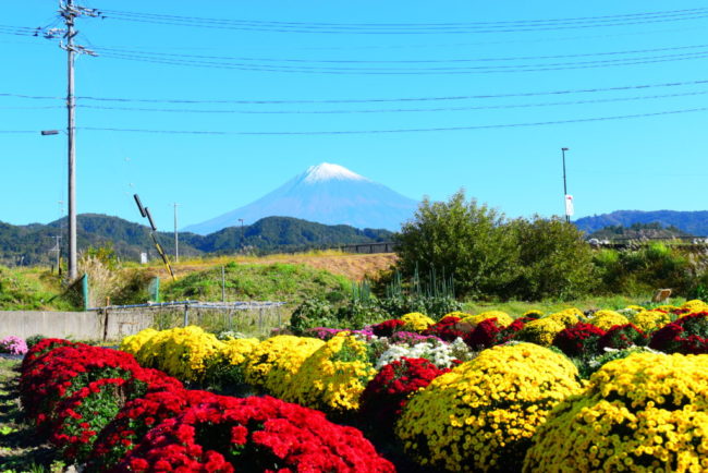 ざる菊