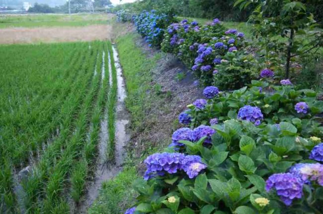 並木（河津桜・寒緋桜・梅・紫陽花等）