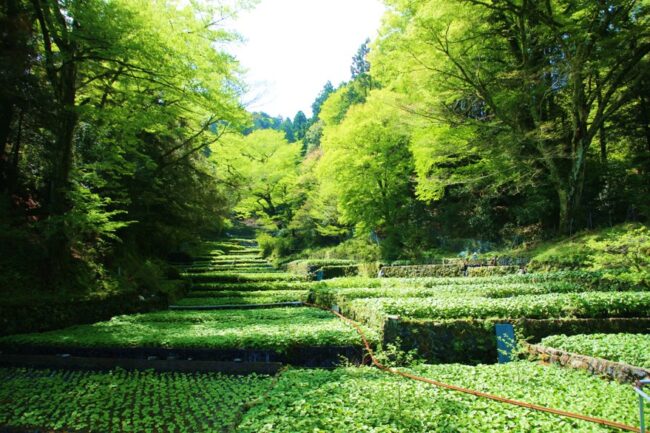 畳石式のワサビ田