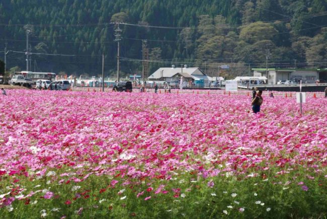 コスモスイベント