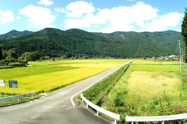 川根本町唯一の水田地帯