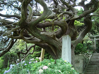 白鳥神社の千年ビャクシン