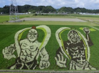 田んぼアート菊川