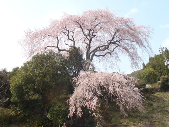 聖一国師のしだれ桜(栃沢のしだれ桜)