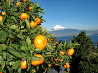 海越しの富士山