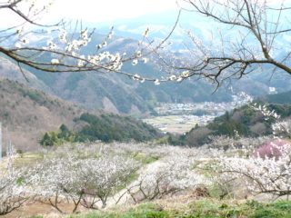 伊豆月ヶ瀬梅林