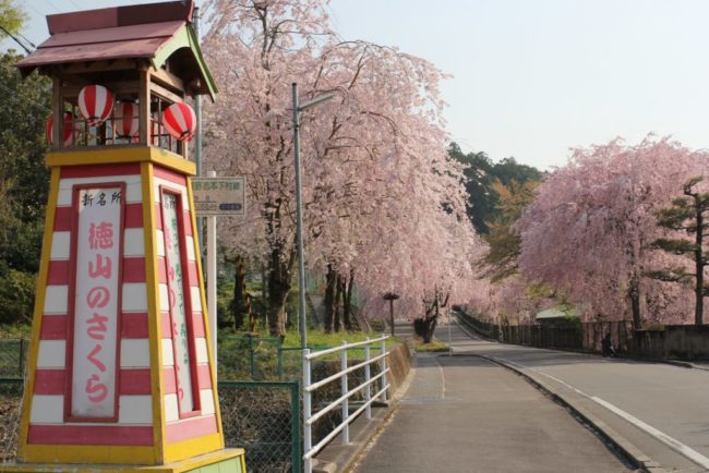 徳山桜まつり