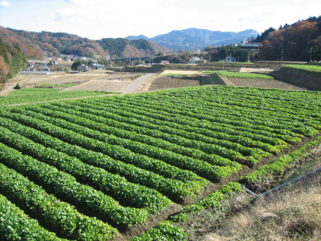 水かけ菜