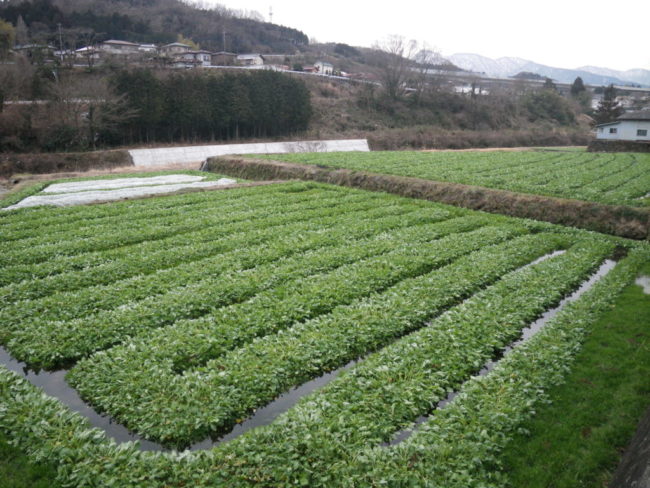 水かけ菜